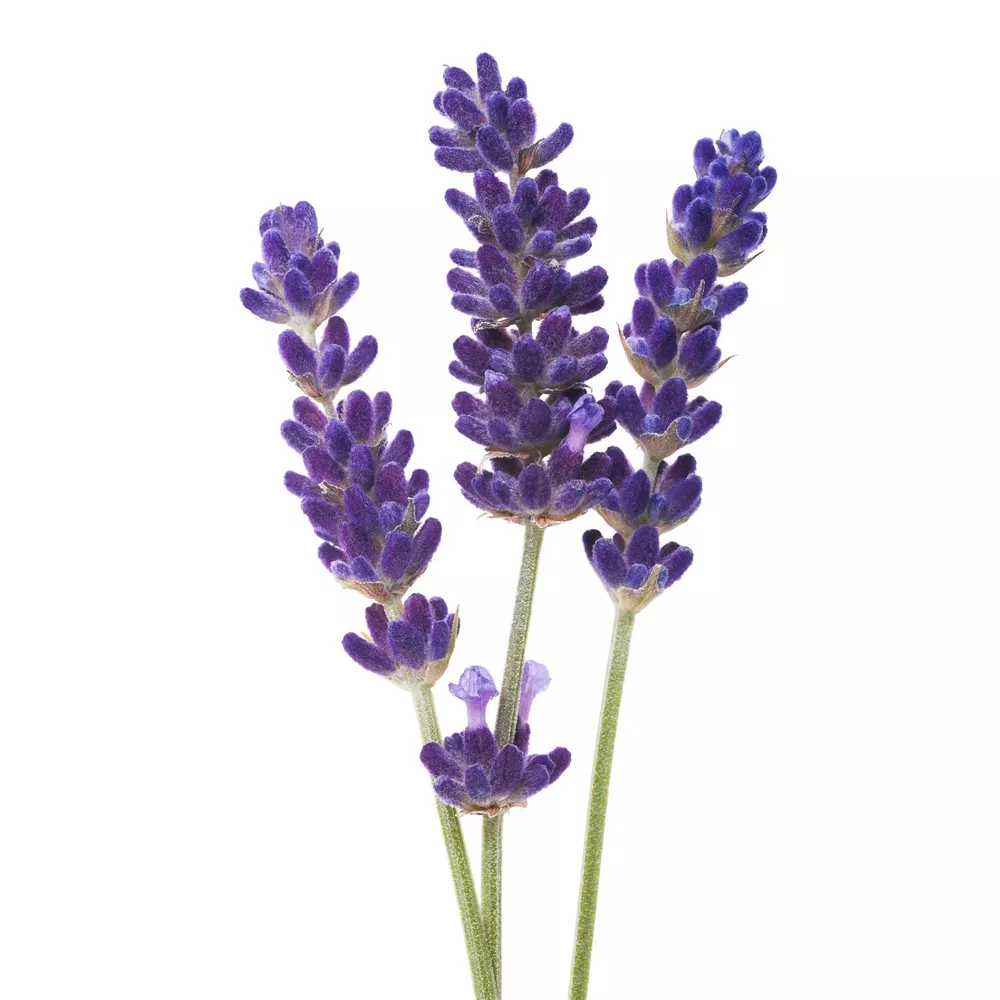Khzama
