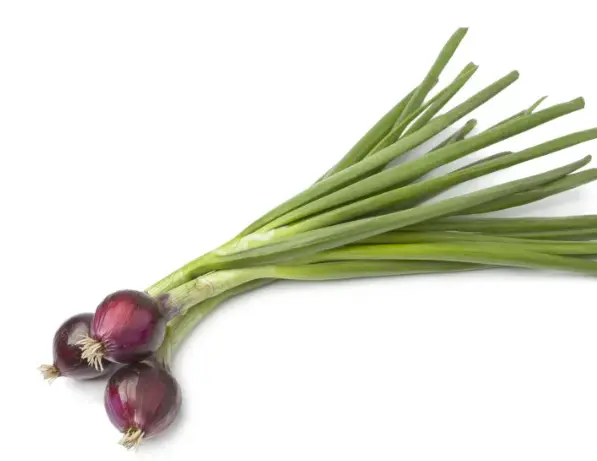 Oignon vegetal tige