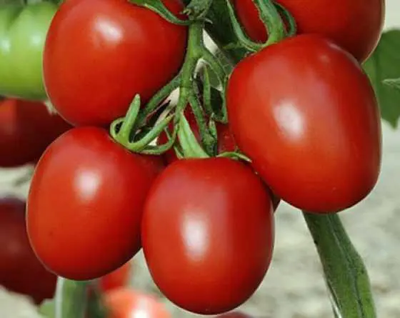 Tomate Sankara