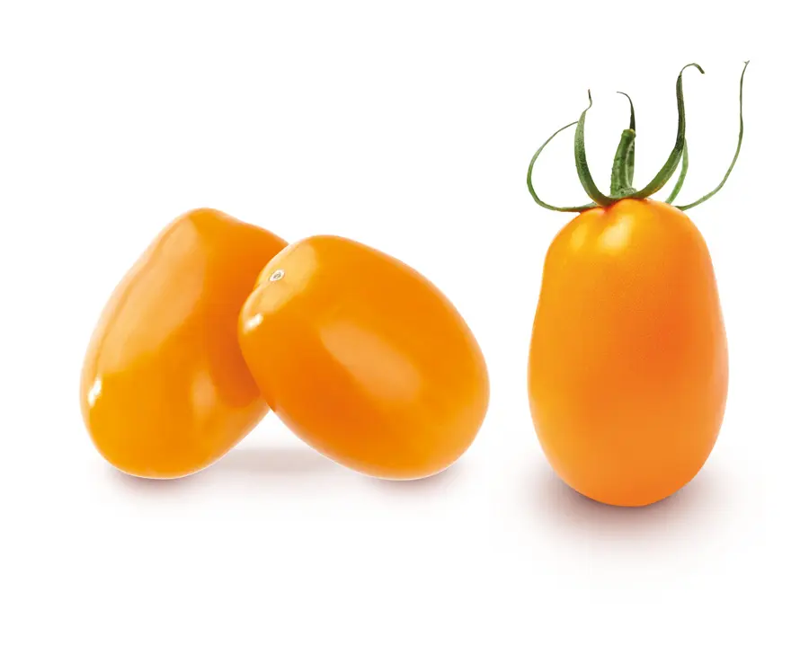Tomate cerise jaune
