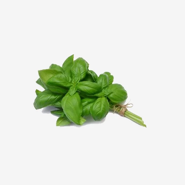 Basilic