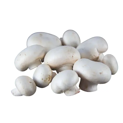 Champignon de paris