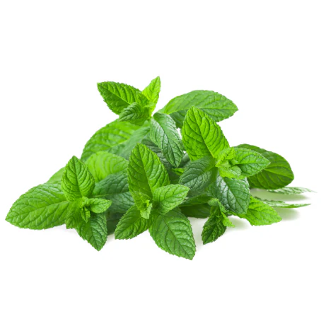 [399] Menthe