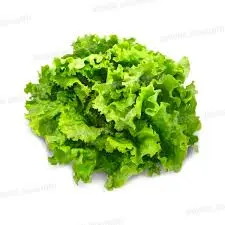 [408] Salade batavia