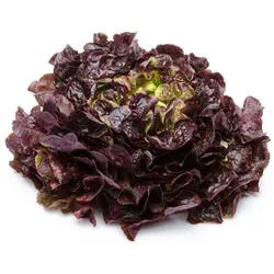 [410] Salade chene rouge
