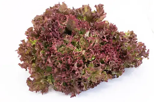 [412] Salade lola rosa